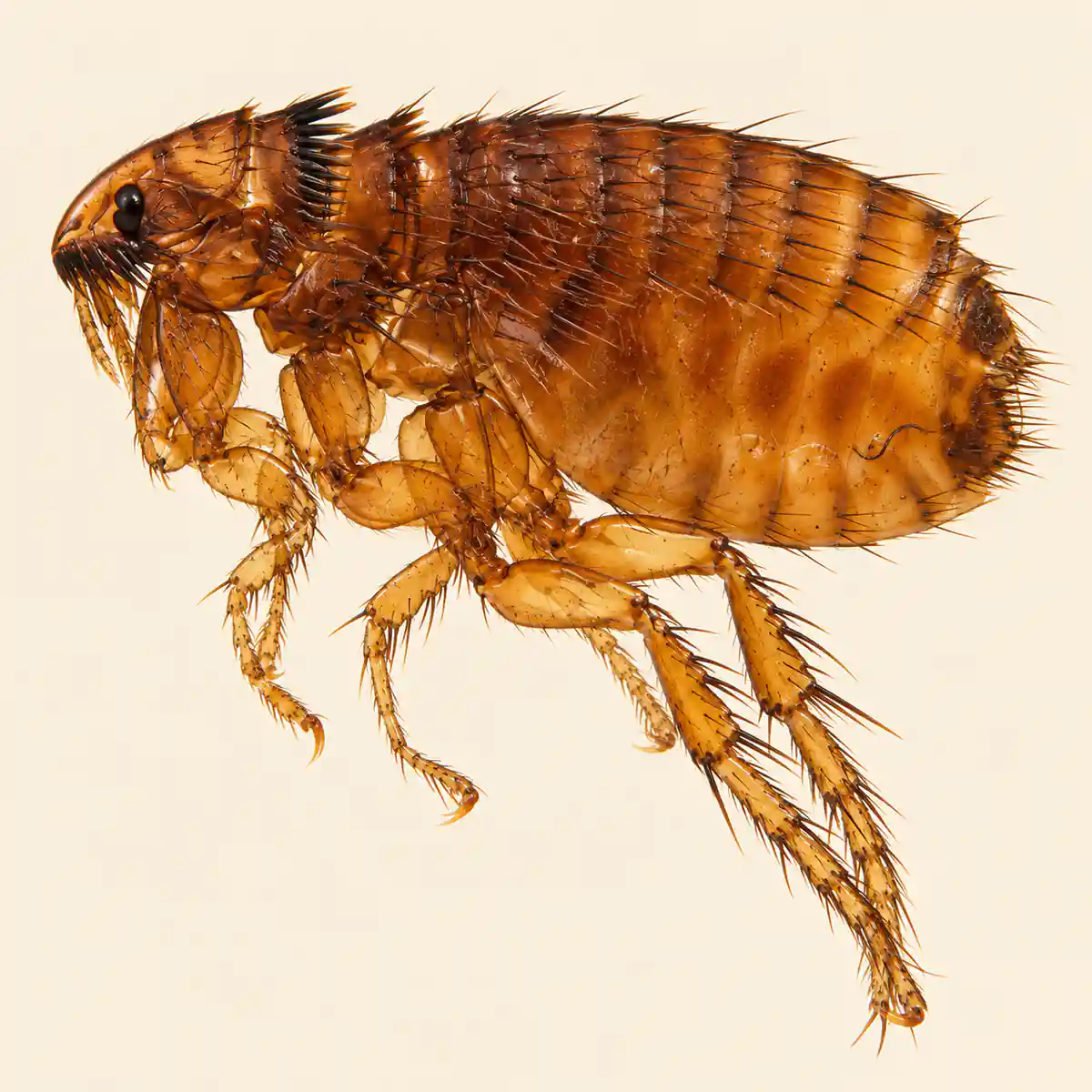 Cat flea, Ctenocephalides felis