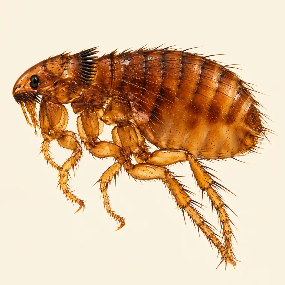 Dog flea, Ctenocephalides canis