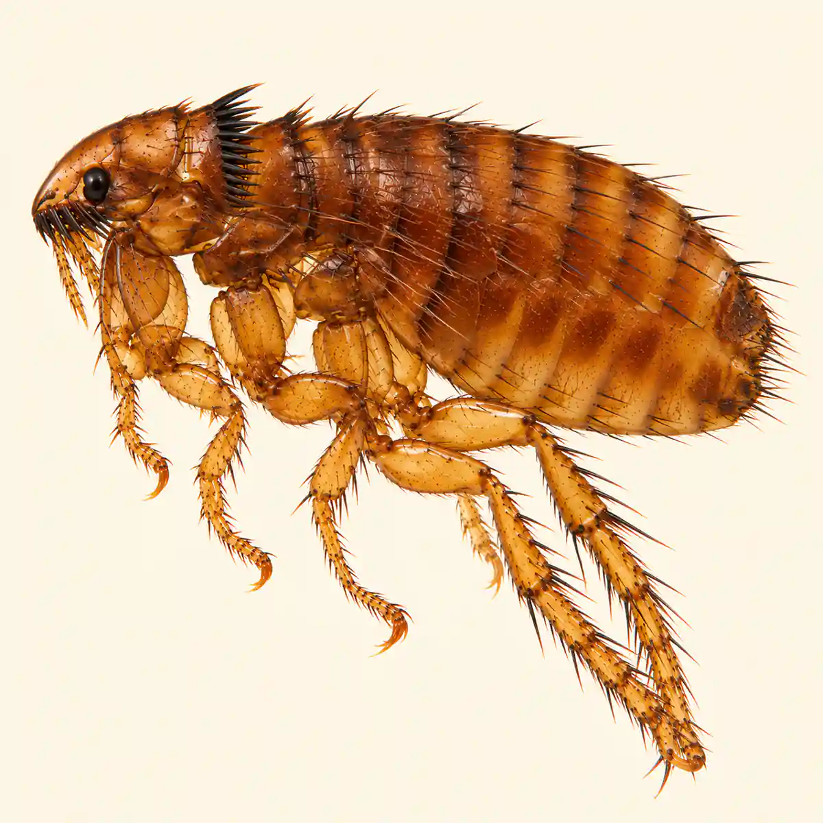 Human flea, Pulex irritans